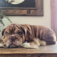 Lilly, a female English Bulldog for sale in Eaton, CO – Photo 10 of 10