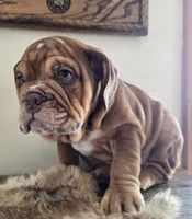 Lilly, a female English Bulldog for sale in Eaton, CO – Photo 8 of 10