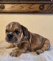 Diesel, a male English Bulldog for sale in Eaton, CO – 4 of 10