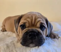 Max, a female English Bulldog for sale in Eaton, CO – 5 of 10
