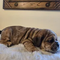 Diesel, a male English Bulldog for sale in Eaton, CO – 10 of 10
