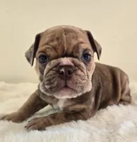 Dozer, a male English Bulldog for sale in Eaton, CO – 3 of 10