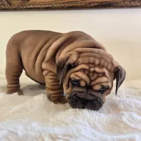 Ruby, a female English Bulldog for sale in Eaton, CO – 9 of 10