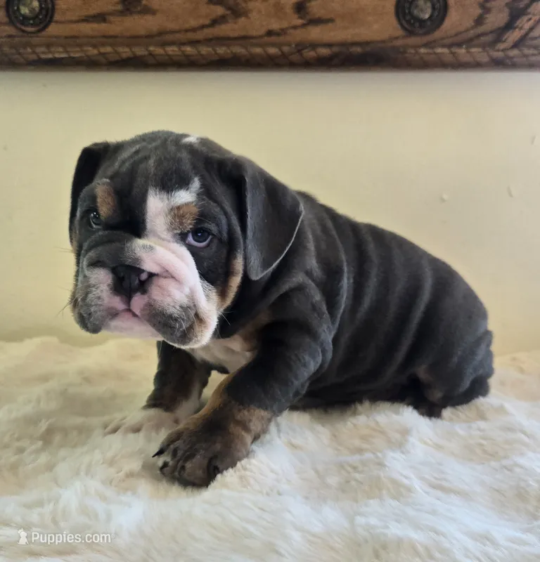 Robert – English Bulldog puppy for sale in Eaton, CO