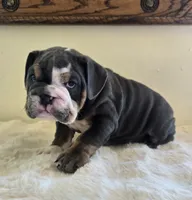 Robert, a male English Bulldog for sale in Eaton, CO – 1 of 10