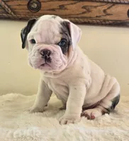 Romeo, a male English Bulldog for sale in Eaton, CO – 6 of 10