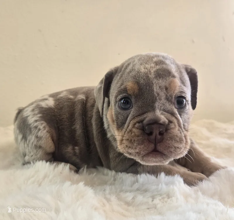 Chanel – English Bulldog puppy for sale in Eaton, CO