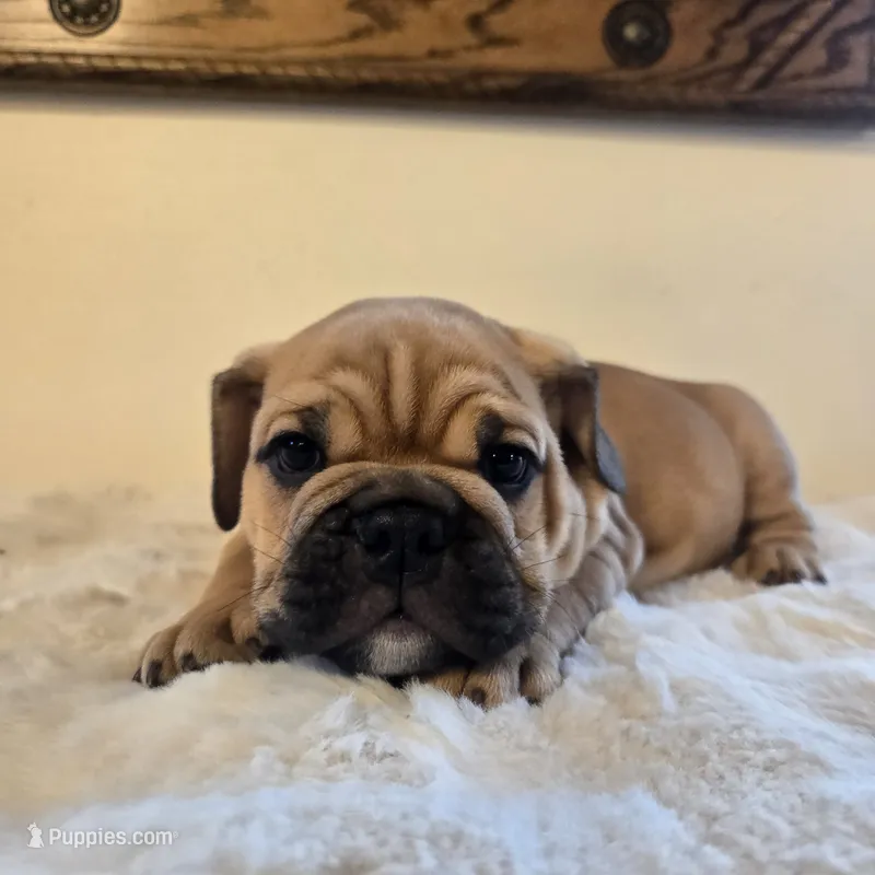 Max – English Bulldog puppy for sale in Eaton, CO