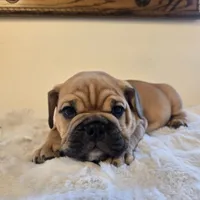 Max, a female English Bulldog for sale in Eaton, CO – 6 of 10