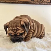 Ruby, a female English Bulldog for sale in Eaton, CO – 2 of 10