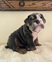 Robert, a male English Bulldog for sale in Eaton, CO – 5 of 10