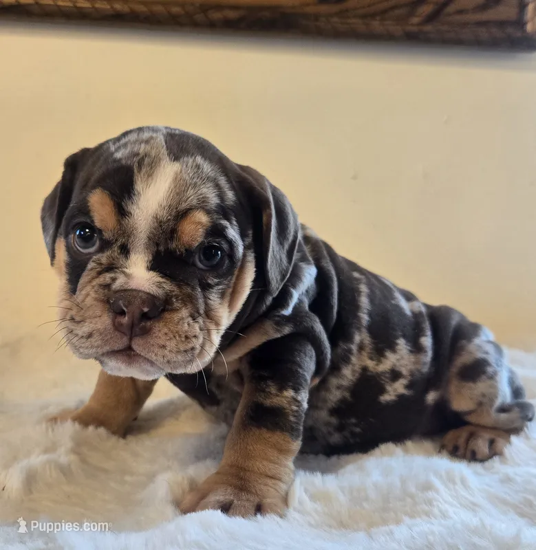 Prada – English Bulldog puppy for sale in Eaton, CO