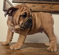 processed/85376ef9-f9d2-44fd-85a5-e7d8017d663c/listing/4d55da73-1ee1-4586-97c3-a2ffa366b254/078b91a3-e0ae-4c57-8521-109cc1568186