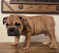 processed/85376ef9-f9d2-44fd-85a5-e7d8017d663c/listing/4d55da73-1ee1-4586-97c3-a2ffa366b254/6dc9fc03-f606-4a8d-9023-441d45844f97