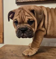 processed/85376ef9-f9d2-44fd-85a5-e7d8017d663c/listing/4d55da73-1ee1-4586-97c3-a2ffa366b254/b1bddd17-4637-4ecf-a6a1-1bc29248ccf7