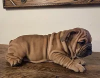 processed/85376ef9-f9d2-44fd-85a5-e7d8017d663c/listing/4d55da73-1ee1-4586-97c3-a2ffa366b254/da2ea0a1-2682-4fe0-b7b6-14df8797ad92