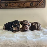 Hugh, a male English Bulldog for sale in Eaton, CO – 7 of 10