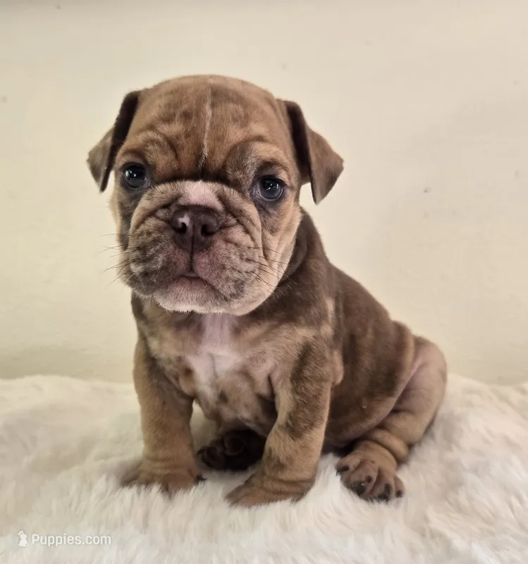 Dozer – English Bulldog puppy for sale in Eaton, CO