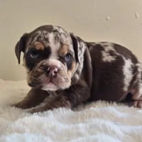 Hugh, a male English Bulldog for sale in Eaton, CO – 9 of 10