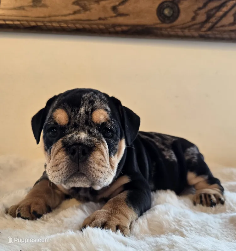 Fancy – English Bulldog puppy for sale in Eaton, CO