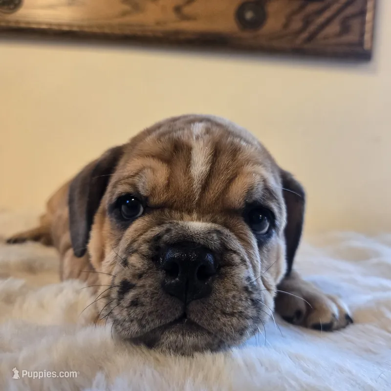 Diesel – English Bulldog puppy for sale in Eaton, CO