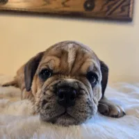 Diesel, a male English Bulldog for sale in Eaton, CO – 1 of 10