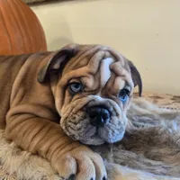 Turbo, a male English Bulldog for sale in Eaton, CO – 3 of 10