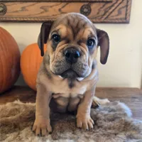Lucky, a female English Bulldog for sale in Eaton, CO – 9 of 10