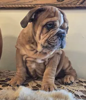 Turbo, a male English Bulldog for sale in Eaton, CO – 4 of 10