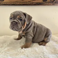 Saphora , a female English Bulldog for sale in Eaton, CO – 5 of 10