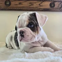 Romeo, a male English Bulldog for sale in Eaton, CO – 2 of 10