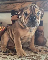 Fiona, a female English Bulldog for sale in Eaton, CO – Photo 6 of 10