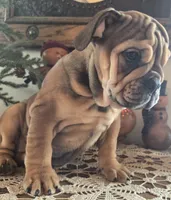 Fiona, a female English Bulldog for sale in Eaton, CO – Photo 8 of 10