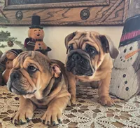 Fiona, a female English Bulldog for sale in Eaton, CO – Photo 4 of 10