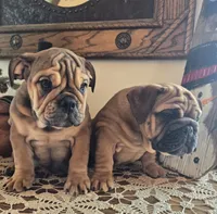 Fiona, a female English Bulldog for sale in Eaton, CO – Photo 9 of 10