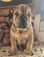 Fiona, a female English Bulldog for sale in Eaton, CO – Photo 5 of 10
