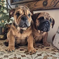 Fiona, a female English Bulldog for sale in Eaton, CO – Photo 1 of 10