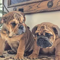 Fiona, a female English Bulldog for sale in Eaton, CO – Photo 3 of 10