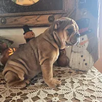 Fiona, a female English Bulldog for sale in Eaton, CO – Photo 7 of 10