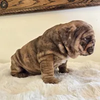 Dozer, a male English Bulldog for sale in Eaton, CO – 9 of 9