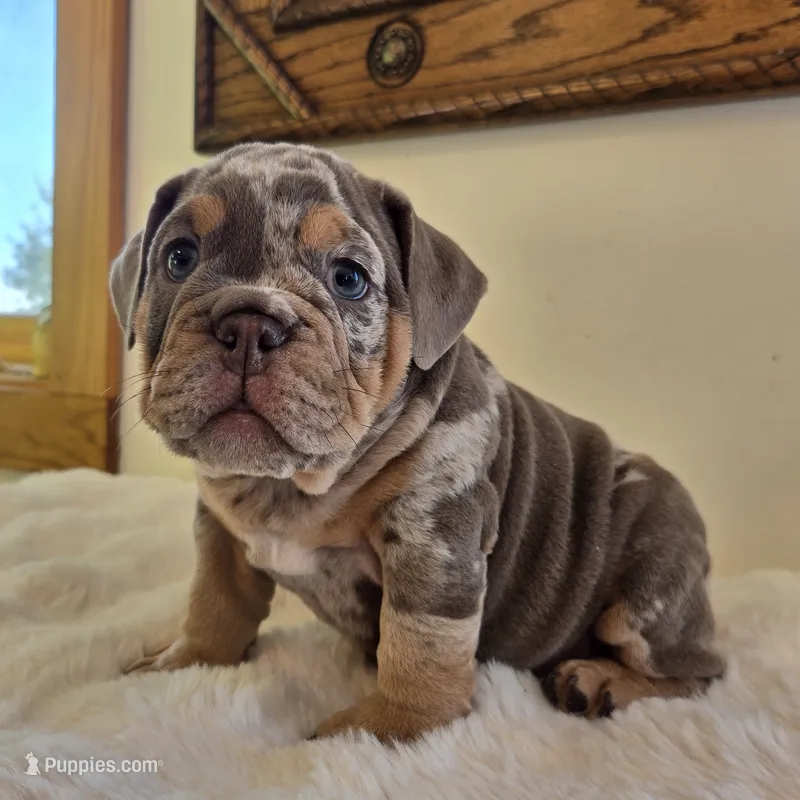 Chanel – English Bulldog puppy for sale in Eaton, CO