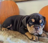 Wilson, a male English Bulldog for sale in Eaton, CO – 7 of 10