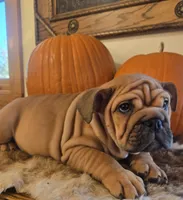 Lander, a male English Bulldog for sale in Eaton, CO – 6 of 10