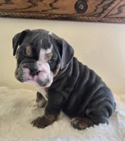 Robert, a male English Bulldog for sale in Eaton, CO – 4 of 10