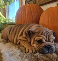 Quincy , a female English Bulldog for sale in Eaton, CO – 3 of 10