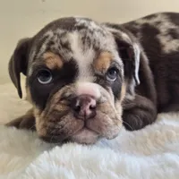 Hugh, a male English Bulldog for sale in Eaton, CO – 3 of 10