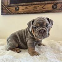 Saphora , a female English Bulldog for sale in Eaton, CO – 2 of 10