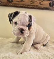 Romeo, a male English Bulldog for sale in Eaton, CO – 3 of 10