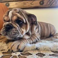Turbo, a male English Bulldog for sale in Eaton, CO – 9 of 10
