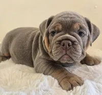 Saphora , a female English Bulldog for sale in Eaton, CO – 3 of 10
